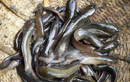 प्रतीकात्मक तस्बिर